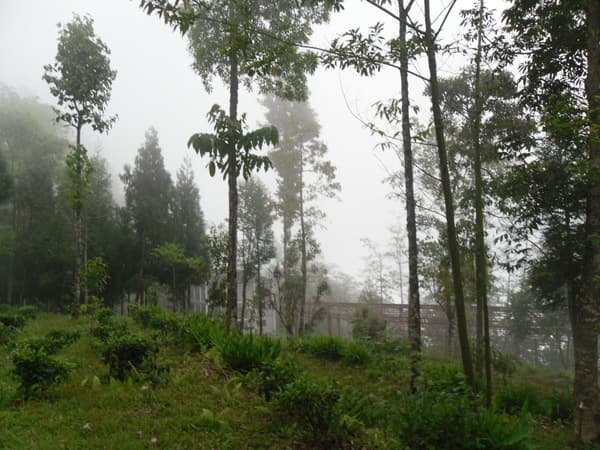 Darjeeling Universal Campus Facility & Environment photo 11